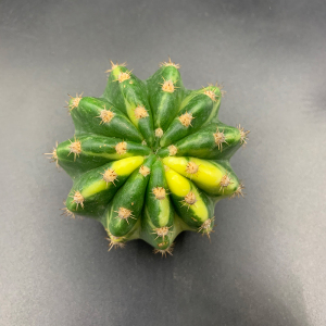 仙人球大豪丸锦自然锦仙人球 可批侧芽自根非实生