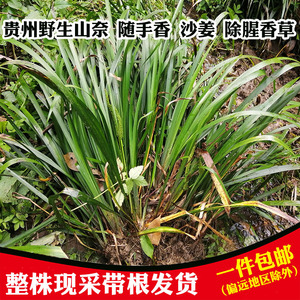 贵州新鲜三奈山奈山赖三赖五香草苗火锅去腥羊牛狗肉香料三穗特产