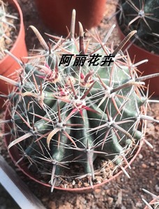 巨鹫玉实生 强刺球属狂刺开花仙人球多肉植物组合盆栽