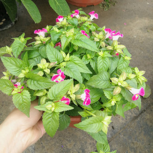 2盆包邮夏瑾花盆栽庭院阳台多花夏堇花苗带花发货花期久耐热好养