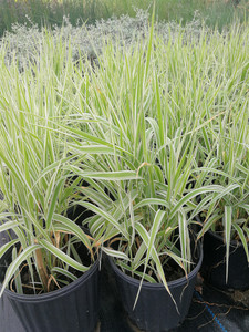 玉带草盆栽耐阴抗寒阳台庭院景观带盆栽好观叶植物绿植