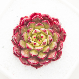 王妃美妮晃多肉植物一物一拍仙肉捧花状态肉肉花卉多肉盆栽