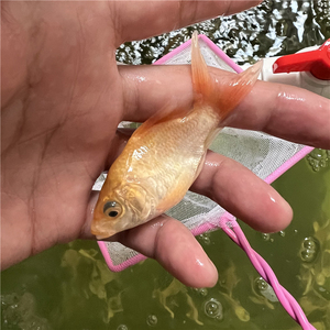 红色金色贵妃大尾冷水鱼锦鲤鱼苗金鱼观赏鱼球体蝴蝶鲤鱼活体短身