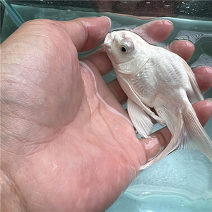 贵妃龙鲤纯种大尾冷水鱼锦鲤鱼苗金鱼观赏鱼球体蝴蝶鲤鱼活体短身