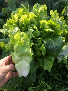 四川新鲜儿菜娃娃菜小儿菜抱儿菜青菜泡菜现摘现发包邮