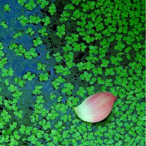 活体浮性水萍草青萍小叶水族观赏造景芝麻浮萍漂浮绿植田萍浮萍草