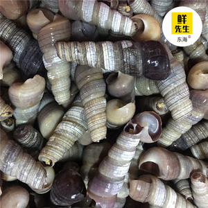 温州苍南海鲜钉螺鲜活 海螺丝 锥螺去尾钉螺贝类水产 新鲜螺2斤装