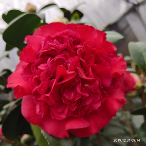 福建火瀑布山茶花年宵室内盆栽大红色巨型花客厅绿植庭院花卉植物