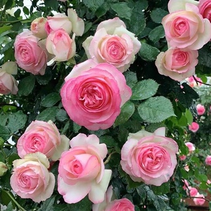 水灵花园淘宝【水灵花园5加仑大苗】龙沙宝石 粉龙