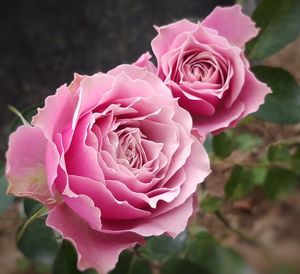 雄马花园 紫藤胭脂 月季 一加仑 实生根接苗