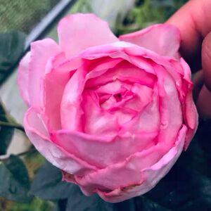 【雄马花园】 伊芙逸话 浓香月季 一加仑 实生根接苗