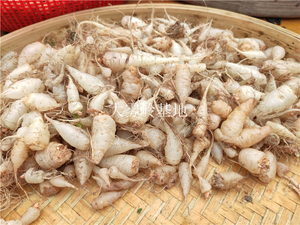 新鲜水晶萝卜农村山果小萝卜果幸运草果地里自生可当水果吃三叶草