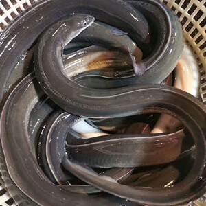 鲜活黑鳗鱼 乌耳鳗 海鳗鱼 新鲜水产 一斤48元