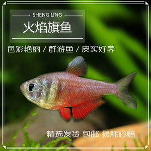 火焰旗鱼  热带鱼观赏鱼淡水小型灯科鱼脂鲤鱼扯旗鱼草缸群游活体