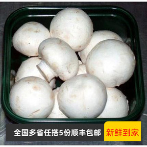 遥遥领鲜 新鲜白蘑菇 食用菌类 菇类 口蘑 双孢菇 炒菜火锅 400克