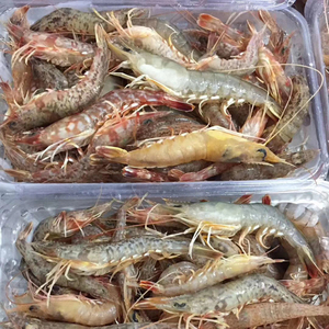 【争鲜海鲜】野生樱花虾杂虾 沙虾 剑虾 小海虾 赤米虾斑节虾250g
