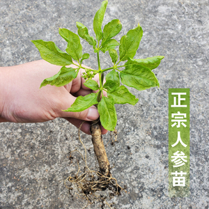 放山大叔旗舰店天猫长白山人参苗人参活苗子带土幼苗人参盆栽秧苗