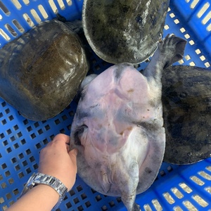 老甲鱼/鳖/食用水 鱼