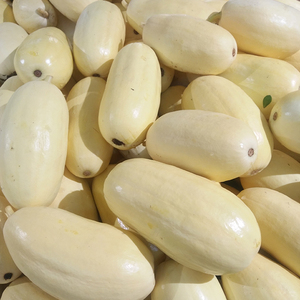 杏瓜新鲜蔬菜时令蔬果现摘现发货黄色瓜金黄瓜江西石城特产黄信瓜