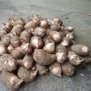 红芽芋头新鲜江西农产品自种小毛芋艿芋子生鲜蔬菜现挖现发红梗芋
