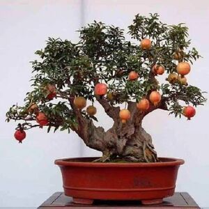 石榴矮霸微型盆景老桩盆栽日本小叶红花熟桩籽播造型开花结果带果