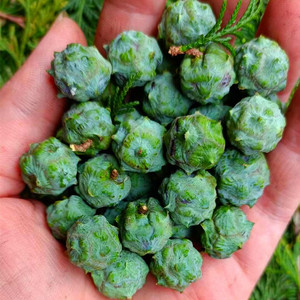 新鲜柏树籽侧柏叶籽高山自然生长柏铃子泡酒做香乌发护发现采现发