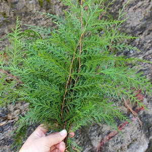 叶新鲜野生老柏树枝叶泡水洗发防脱熏腊肉树叶天然扁柏叶15人付款4