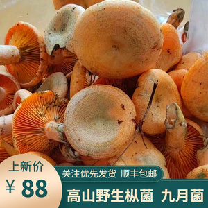 乌黄枞树菌新鲜野生菌九月菌蘑菇寒菌松树菌雁鹅菌三九菌现摘现发