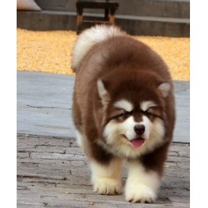 出售活体纯种熊版巨熊阿拉斯加犬幼犬 雪橇犬 灰色桃脸宠物狗狗30