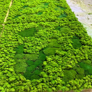 植物墙绿植墙永生苔藓白发鲜墙装饰背景墙绿化青苔盆栽盆景用品