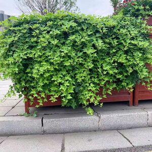 常春藤四季常青爬藤植物室外庭院围墙遮阴耐寒园林绿化苗木爬山虎