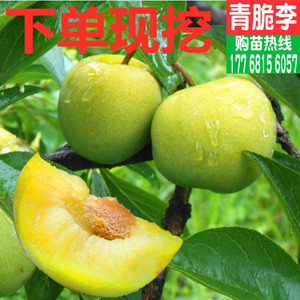 李子树苗李子苗南北方种植特大早熟四川脱骨青脆李嫁接苗当年结果