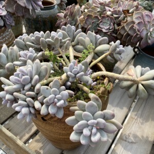 【桃美人】超大厚叶多头群生悬崖老桩阳台露养多肉植物一物一拍