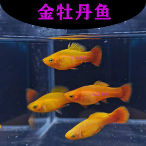 金牡丹鱼热带鱼观赏鱼胎生鱼高鳍玛丽鱼下崽鱼淡水好养易活