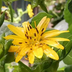 东篱园艺大叶蛋白菊花期长耐寒耐热抗病虫室内外盆栽地栽花卉种子