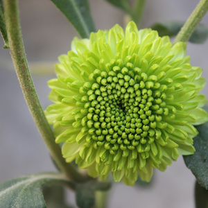 东篱园艺翡翠小花进口菊花苗秋室内外阳台盆地栽四季花卉植物