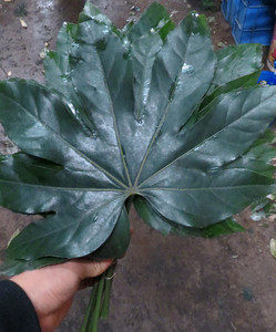 八角叶鲜花