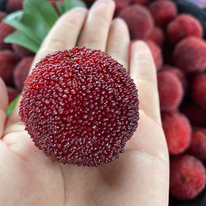 特级仙居杨梅新鲜水果浙江台州仙居东魁杨梅鲜果现摘单独礼盒包装