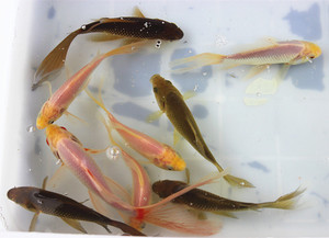 冷水闯缸鱼大型