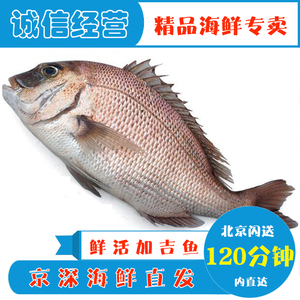 8-2斤1条 鲜活加吉鱼 养殖加利鱼真鲷新鲜海鲜水产鲷鱼铜盆鱼