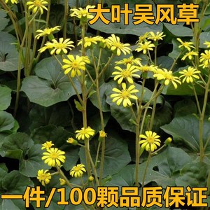 大吴风草