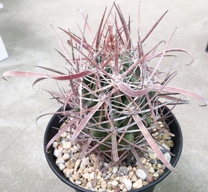 妍远仙园 狂刺神仙玉 强刺球属 实生进口稀有品种 精品仙人球