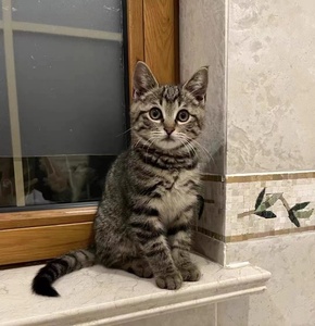 狸花猫中华田园猫小狸猫狮子毛橘猫幼崽活物幼猫活体猫咪黑猫白猫