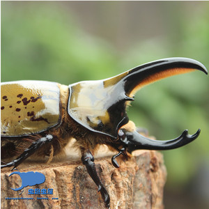 墨西哥白兜 幼虫 2022新羽化