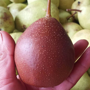 【甘肃临夏特产啤特果】甘肃临夏特产啤特果品牌,价格 - 阿里巴巴