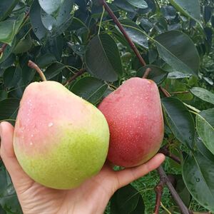 现摘新鲜七月红梨当季水果脆酥梨净重五斤整箱大果包邮放软糯甜梨