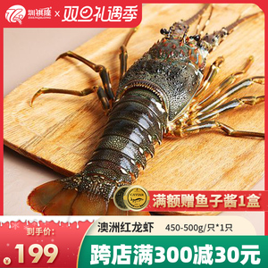 波士顿龙虾澳州红龙鲜活超大冰鲜大龙虾进口波龙青龙450-500g/只
