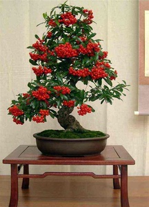 红果火棘吉祥果造型盆景净化空气美观四季常青红色果办公桌阳台