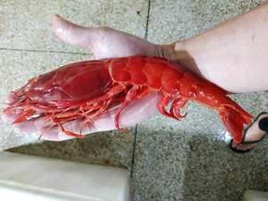 西班牙红魔虾 莫桑比克 水产海捕超大 日料刺身 鲜活深海特大海虾