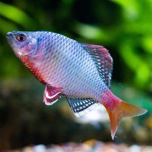 越南鱊 鳑鲏 广西河池原生 淡水活体发色观赏公鱼 限时促销价直邮